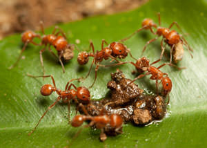 ants fire ant extermination georgia reddish brown pest control charleston dark kentucky ohio connecticut north carolina wv oval nc